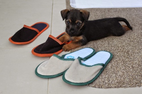 Border Terrier Luna with Slippers